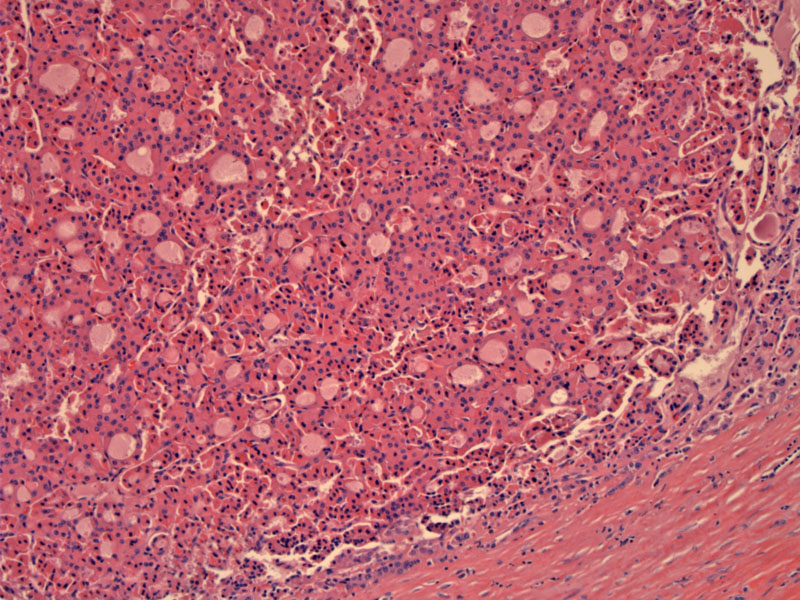 Path Image